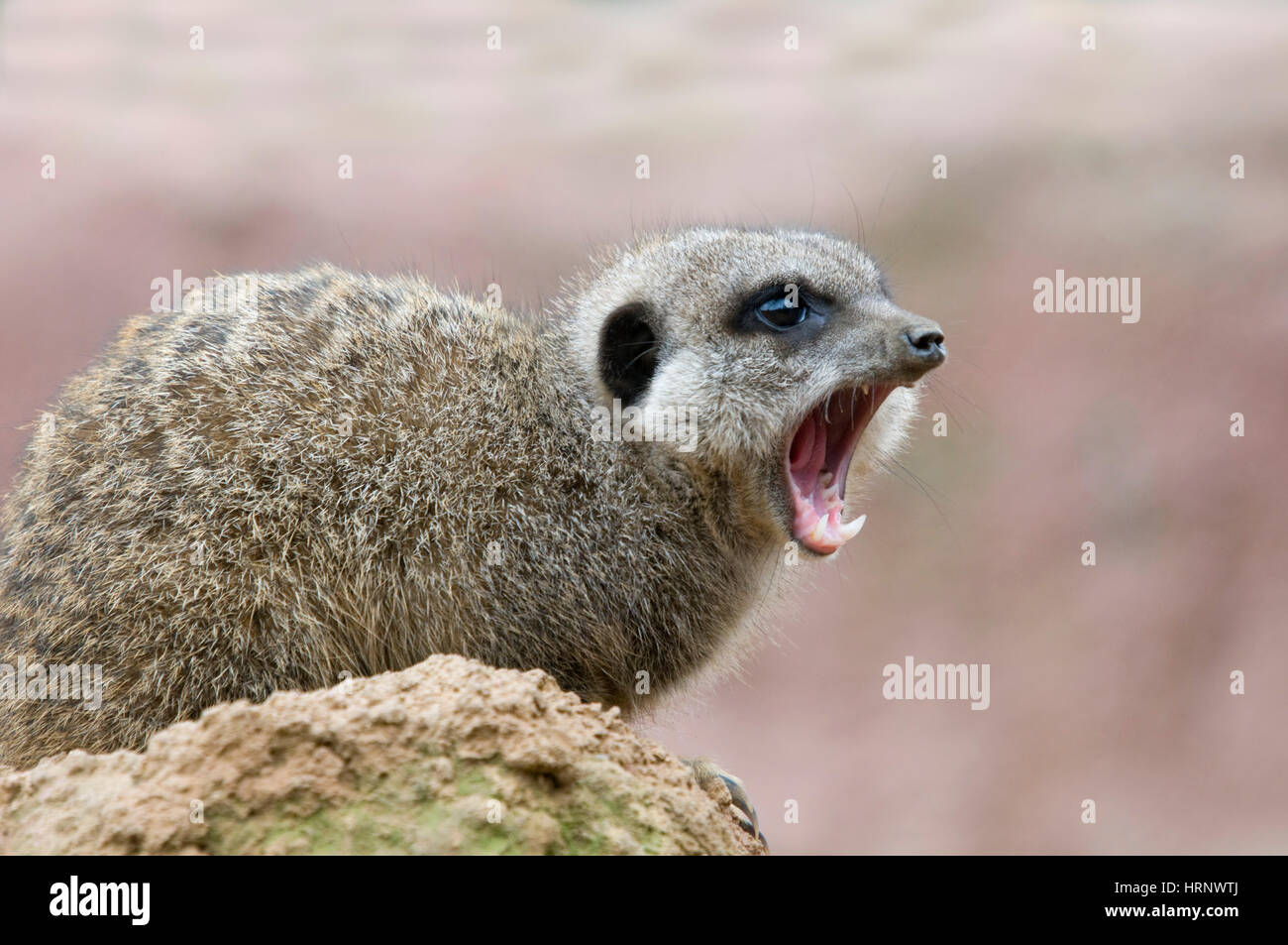 Erdmännchen mit Mund offen (Suricata Suricatta) Stockfoto