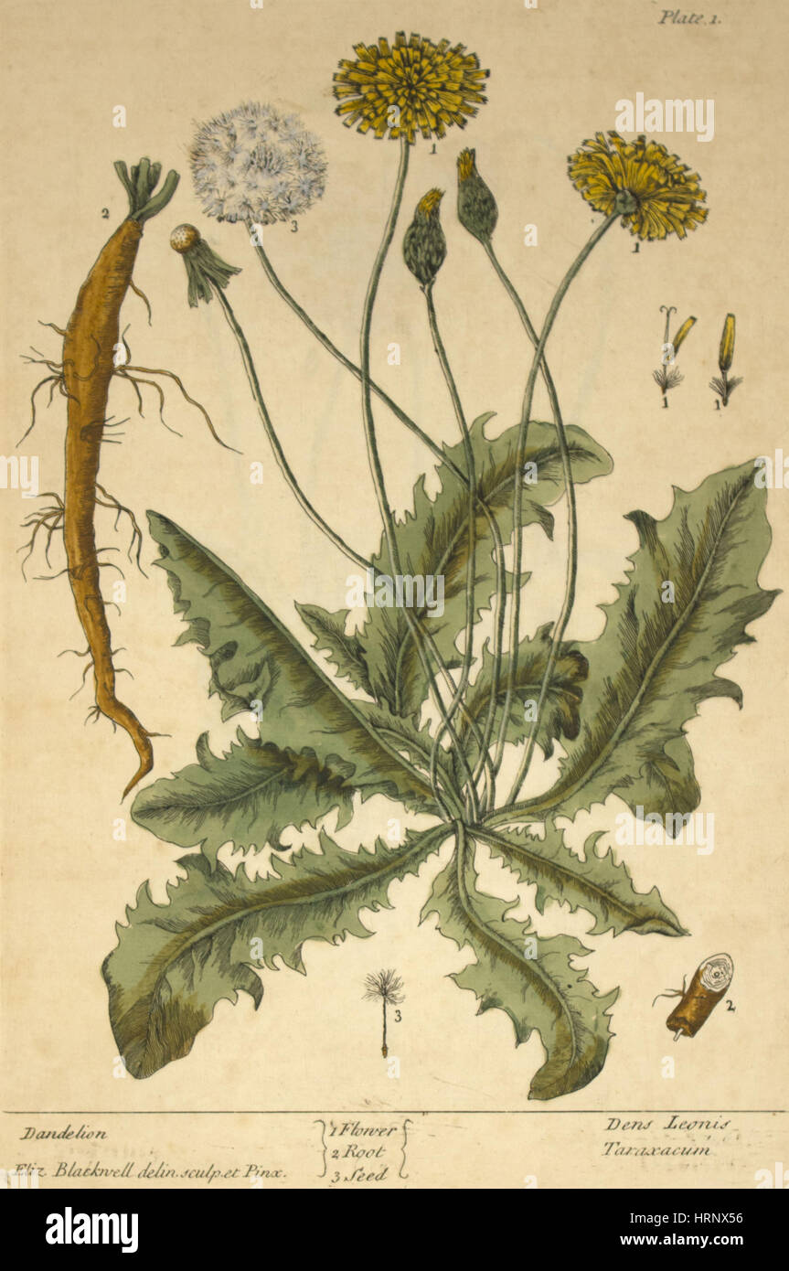 Löwenzahn, medizinische Pflanzen, 1737 Stockfoto