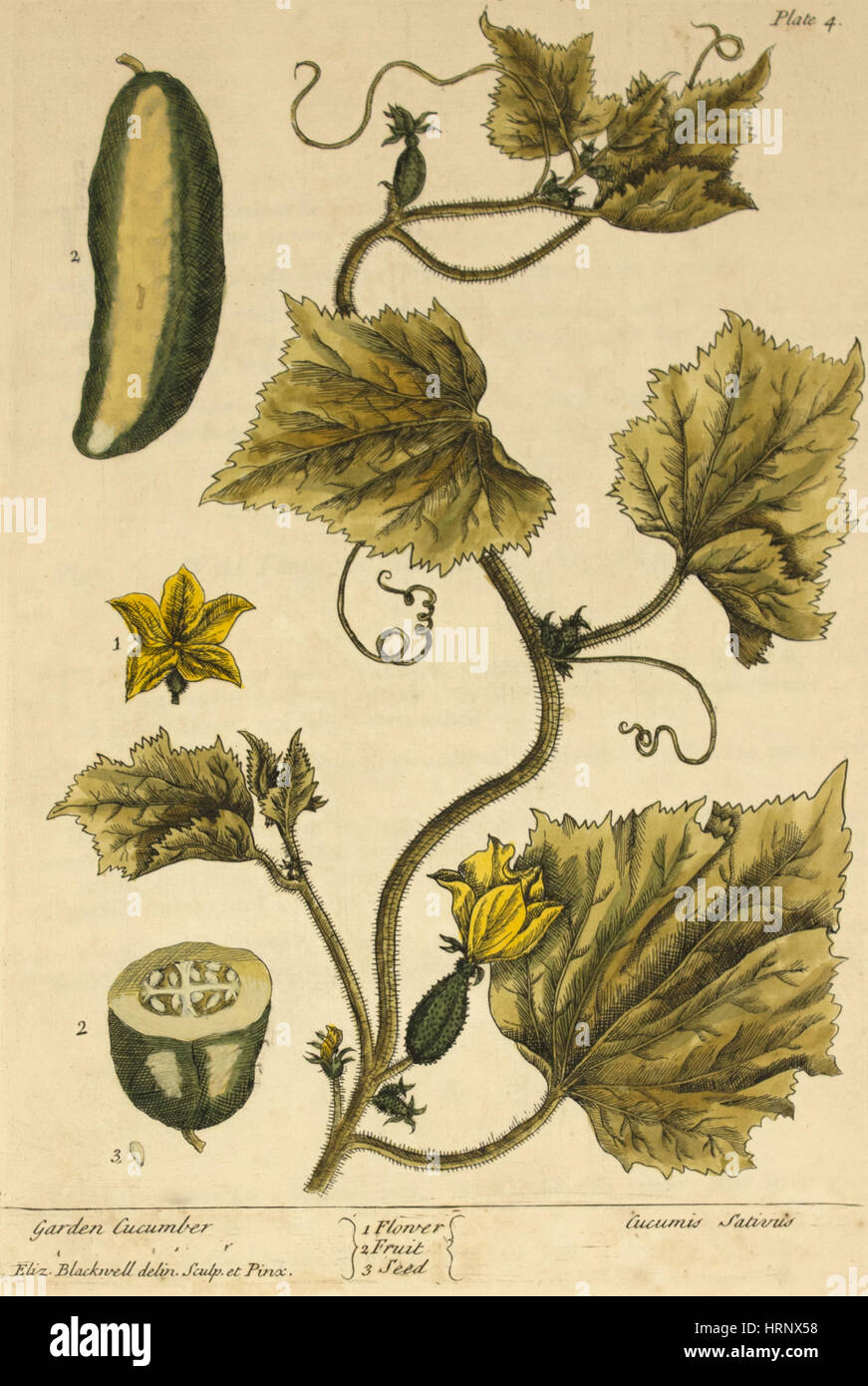 Garten Gurke, Heilpflanze, 1737 Stockfoto
