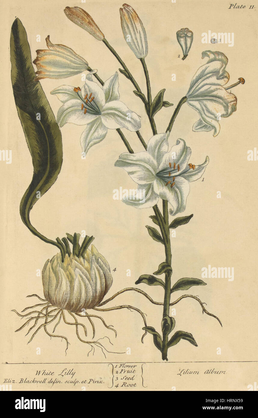 Weiße Lilie, Heilpflanze, 1737 Stockfoto