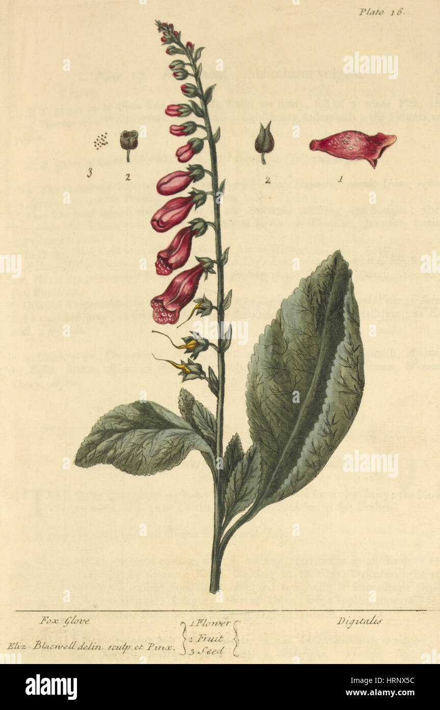 Fingerhut, Heilpflanze, 1737 Stockfoto