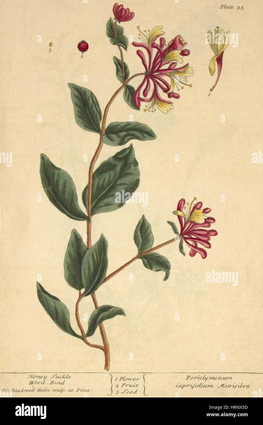 Geißblatt, Heilpflanze, 1737 Stockfoto