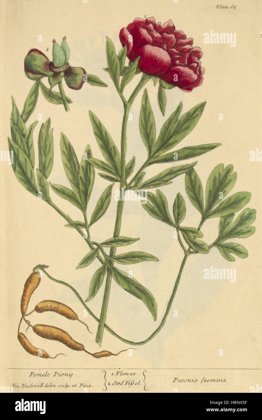Weibliche Pfingstrose, Heilpflanze, 1737 Stockfoto