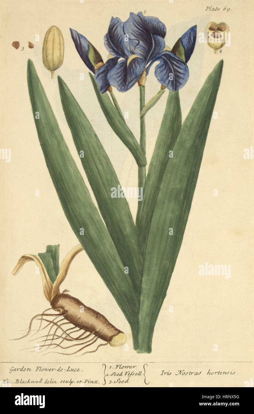 Iris, Heilpflanze, 1737 Stockfoto