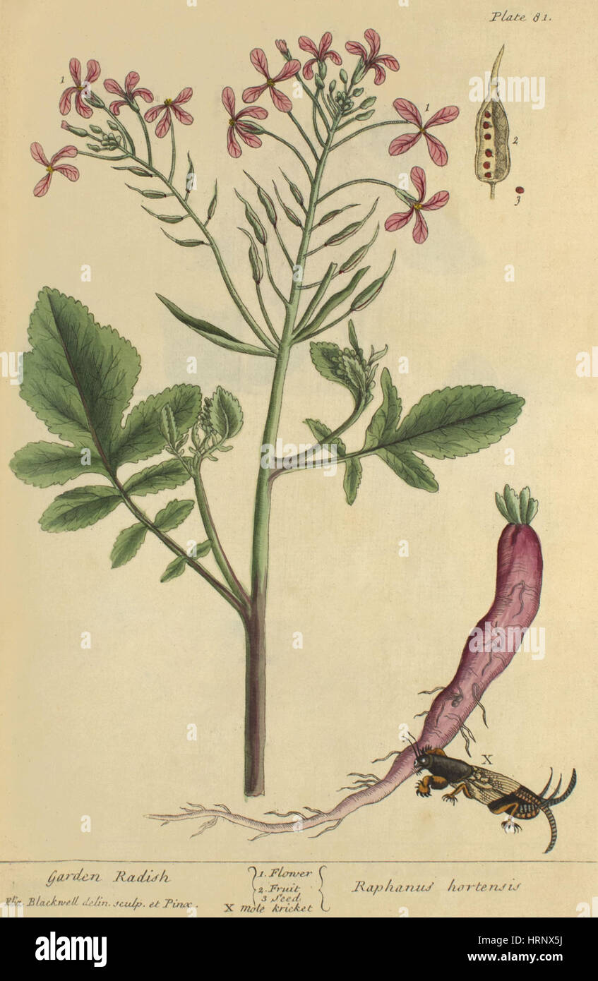 Radieschen, Heilpflanze, 1737 Stockfoto