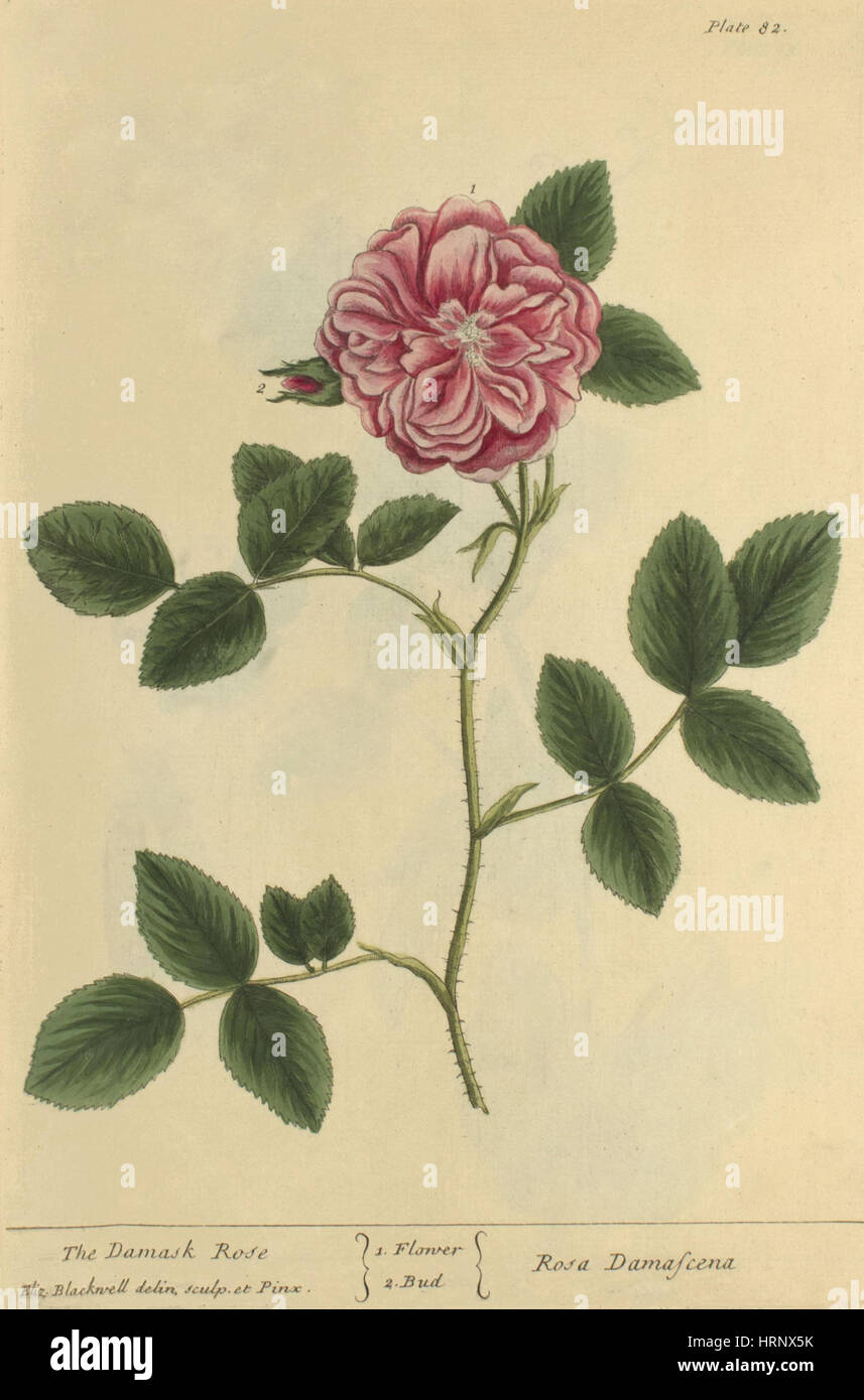 Damaszener Rose, Heilpflanze, 1737 Stockfoto