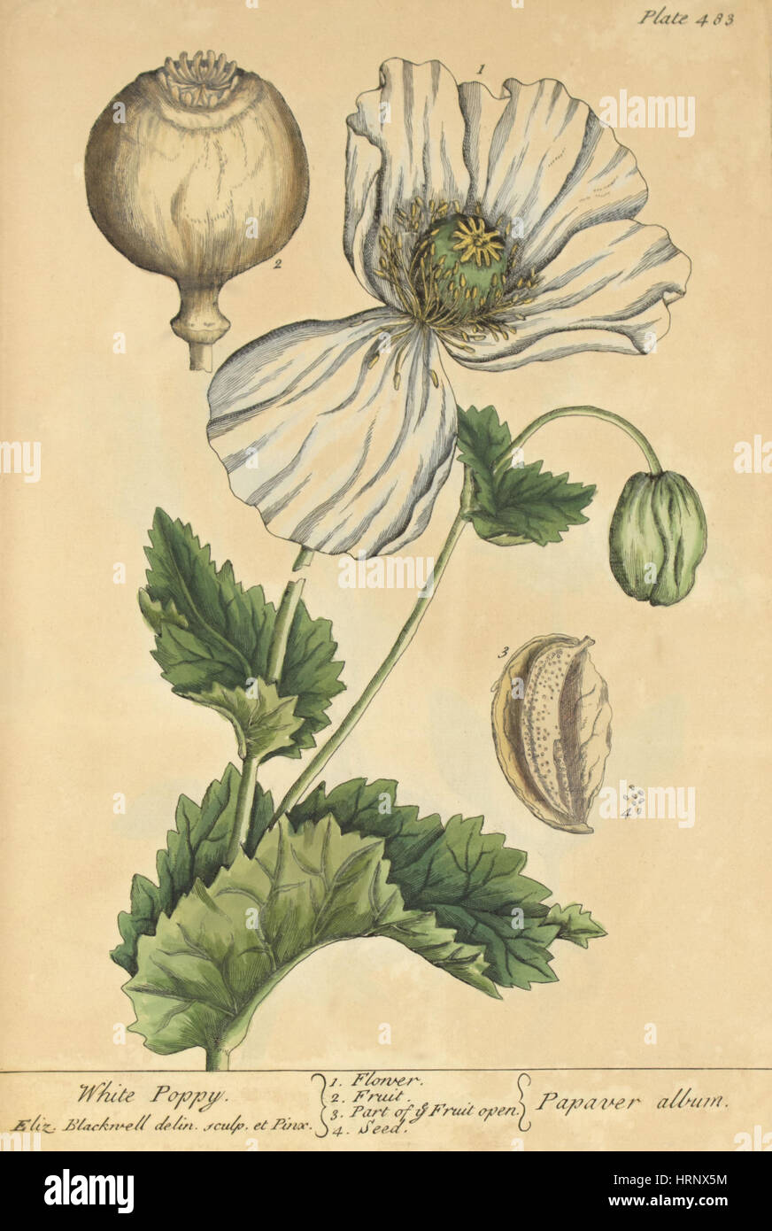 Weißen Mohn, medizinische Pflanzen, 1737 Stockfoto