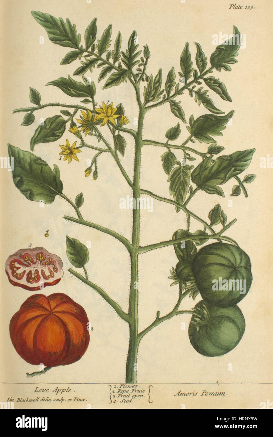 Liebe Apple, Heilpflanze, 1737 Stockfoto