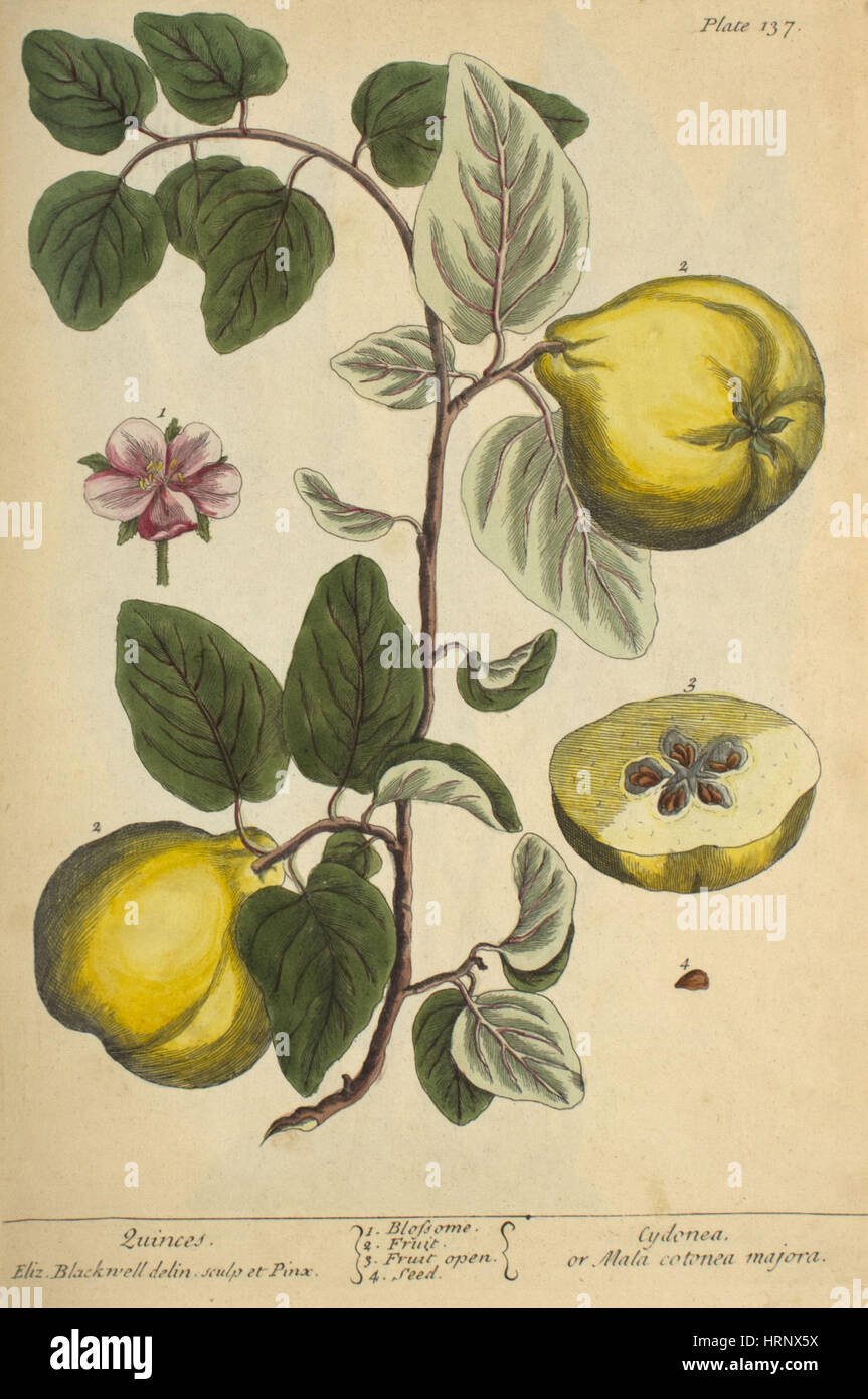 Quitte, Heilpflanze, 1737 Stockfoto
