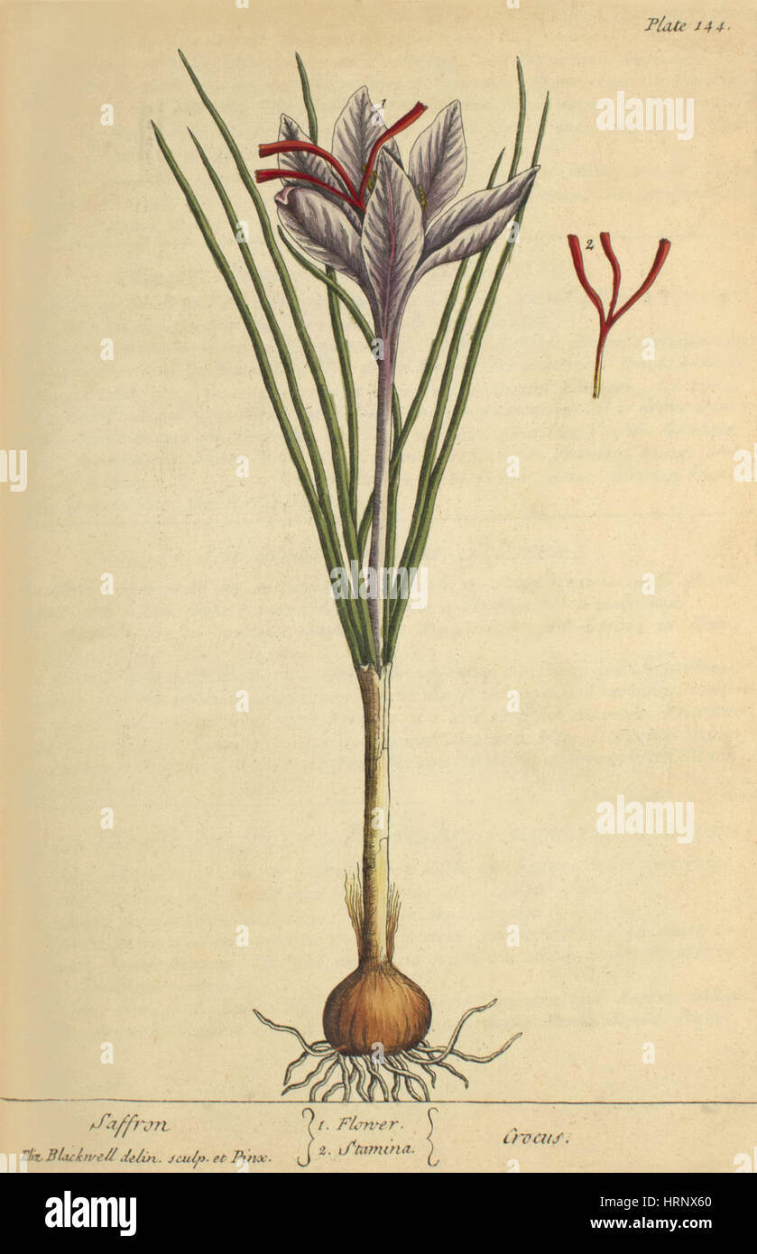 Safran, medizinische Pflanzen, 1737 Stockfoto