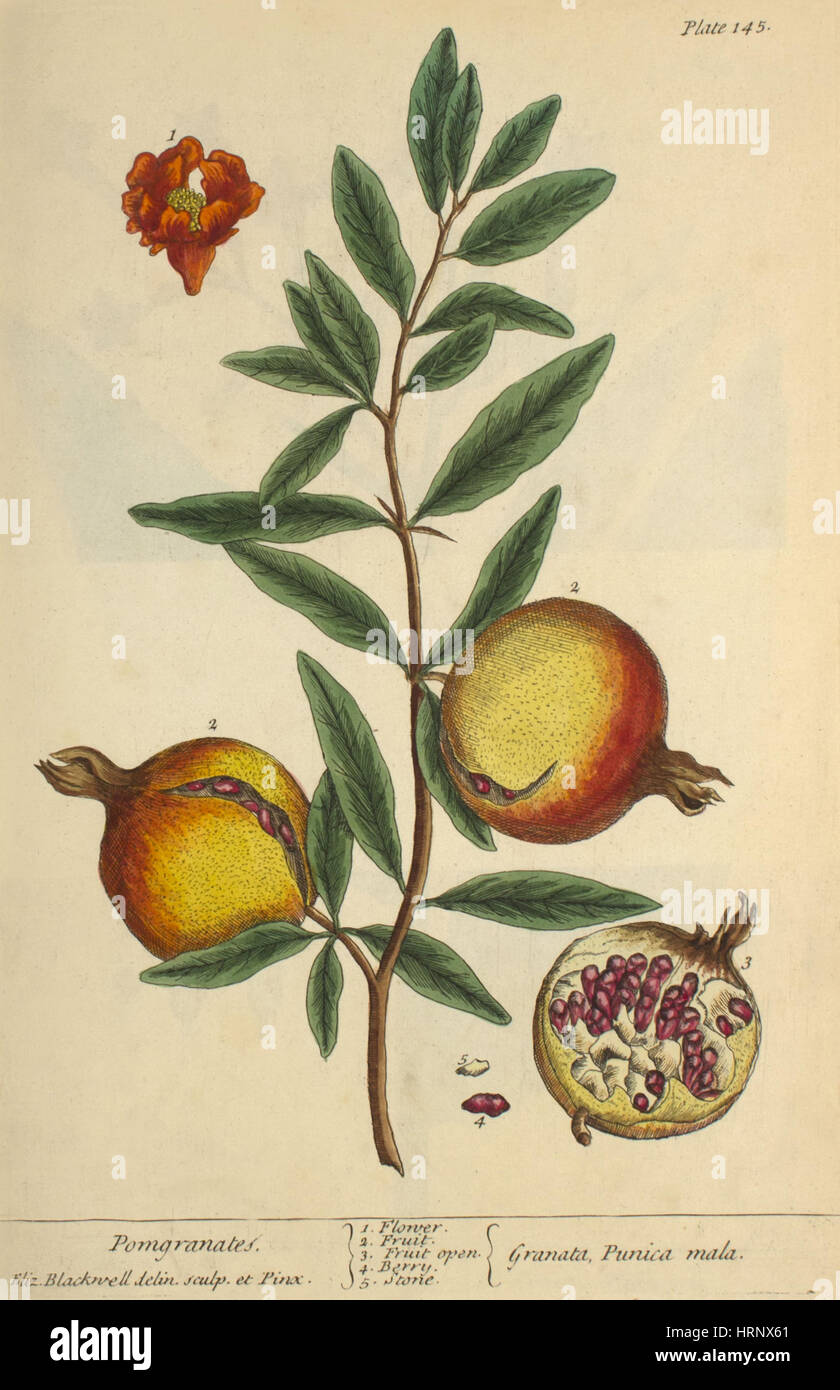 Granatapfel, Heilpflanze, 1737 Stockfoto