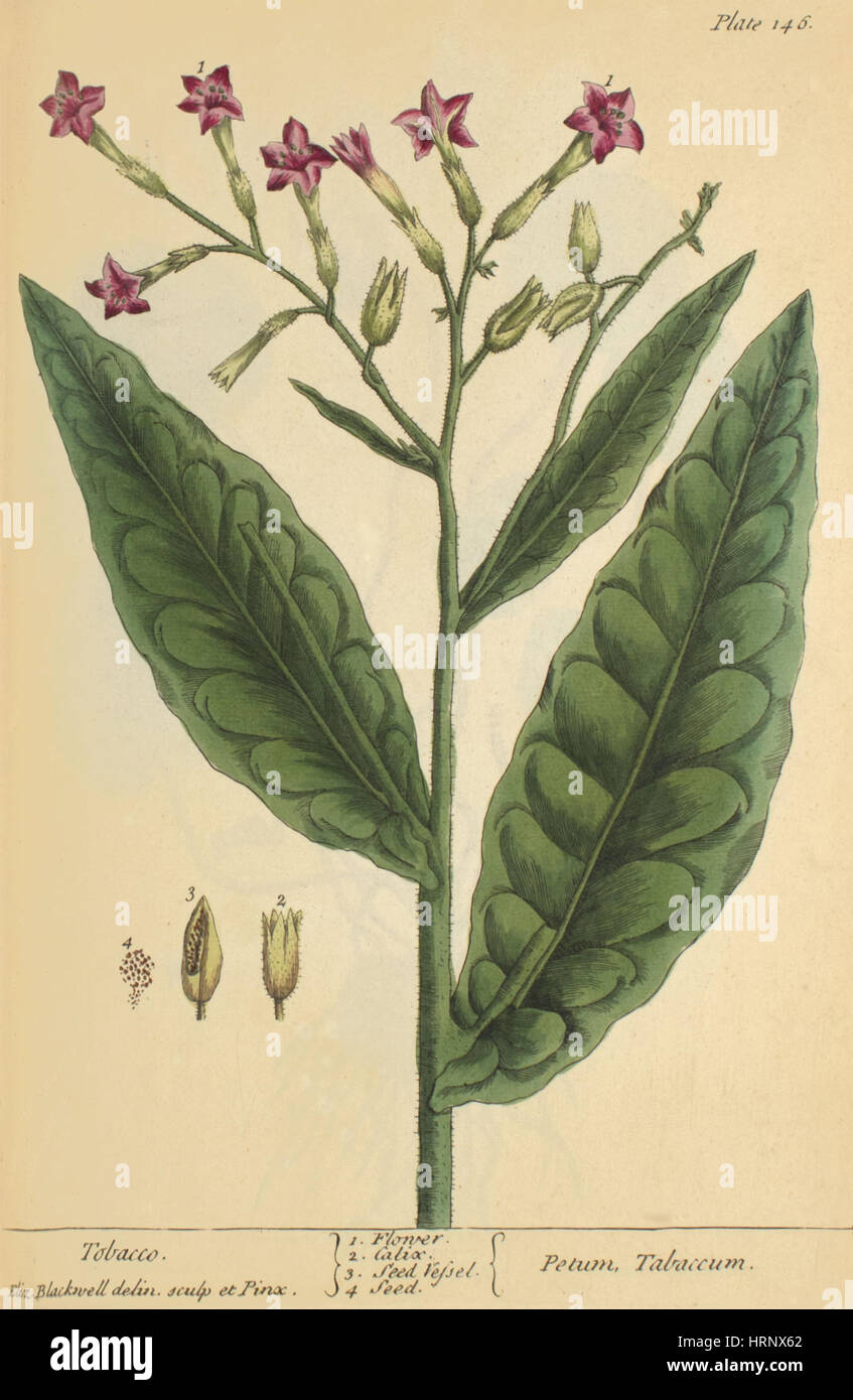 Tobaco, Heilpflanze, 1737 Stockfoto