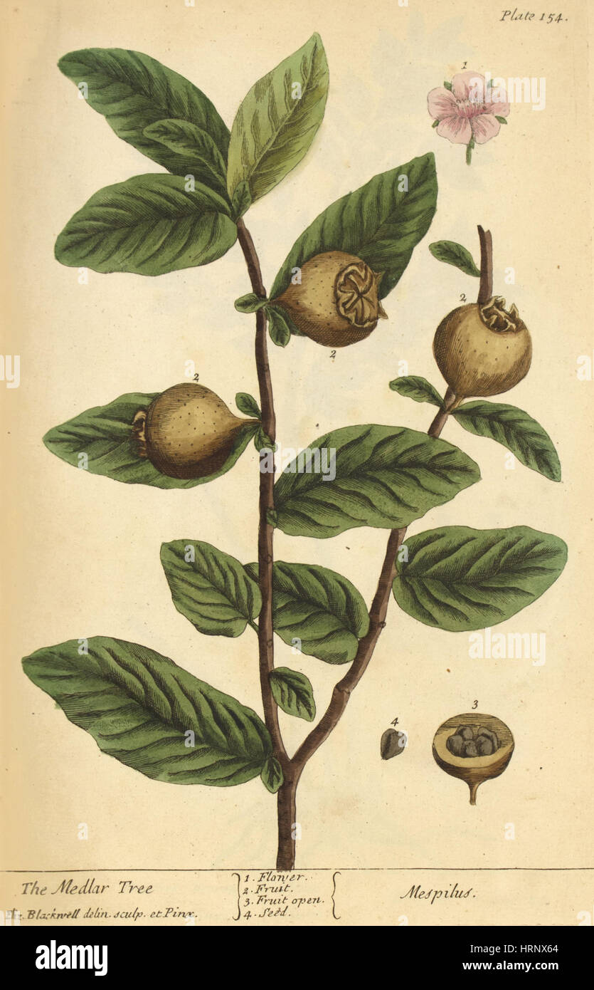 Mispelbaum, Heilpflanze, 1737 Stockfoto