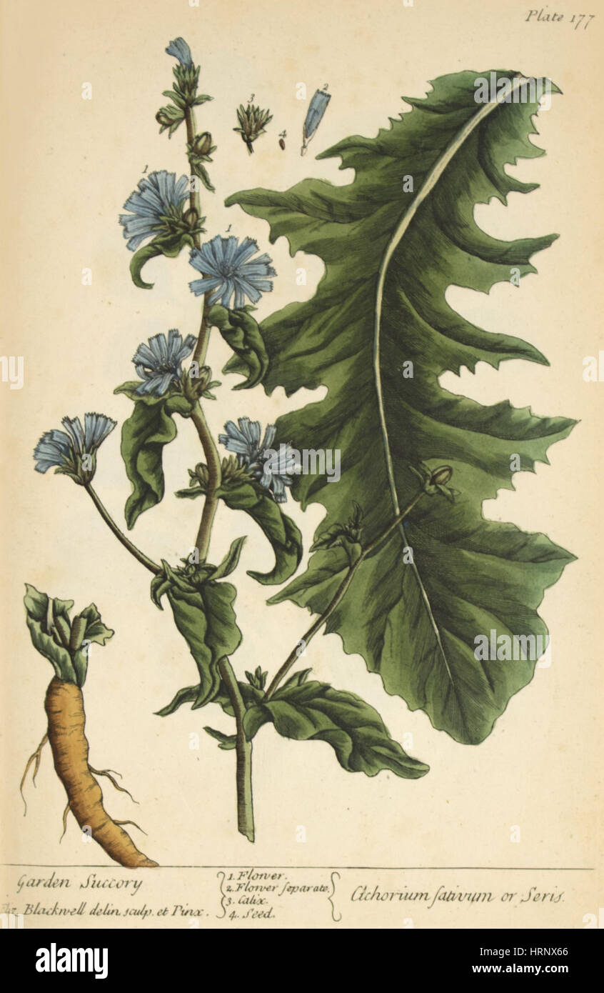 Chicorée, Heilpflanze, 1737 Stockfoto