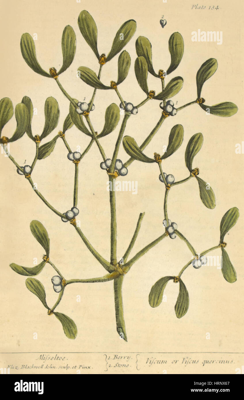 Mistel, Heilpflanze, 1737 Stockfoto