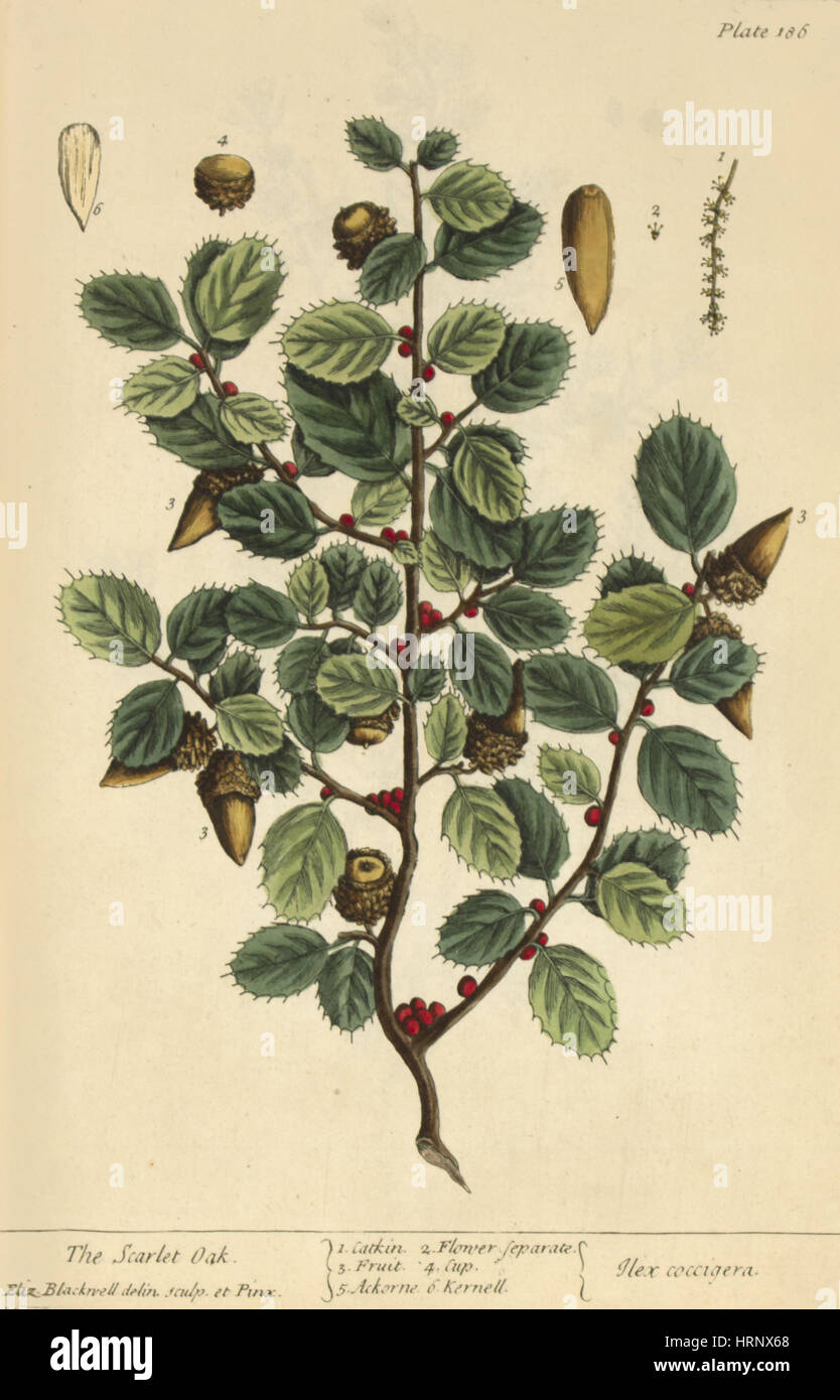 Scharlachrote Eiche, medizinische Pflanzen, 1737 Stockfoto