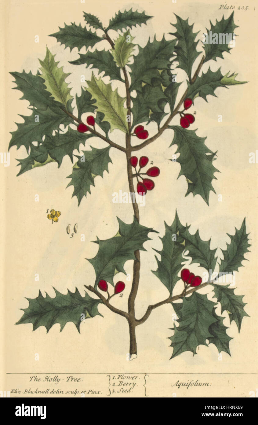 Holly, Heilpflanze, 1737 Stockfoto