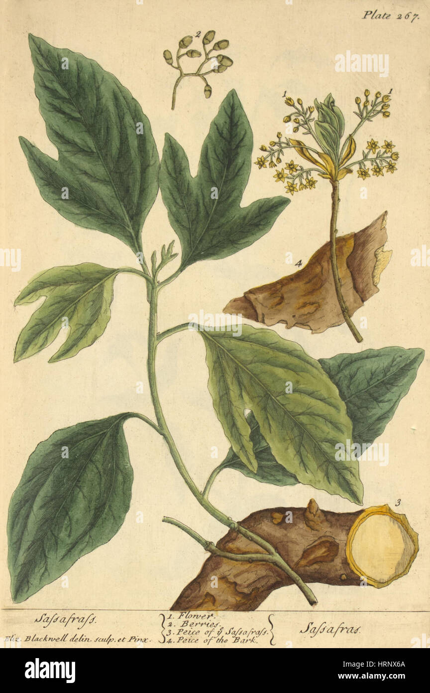 Sassafras, Heilpflanze, 1737 Stockfoto