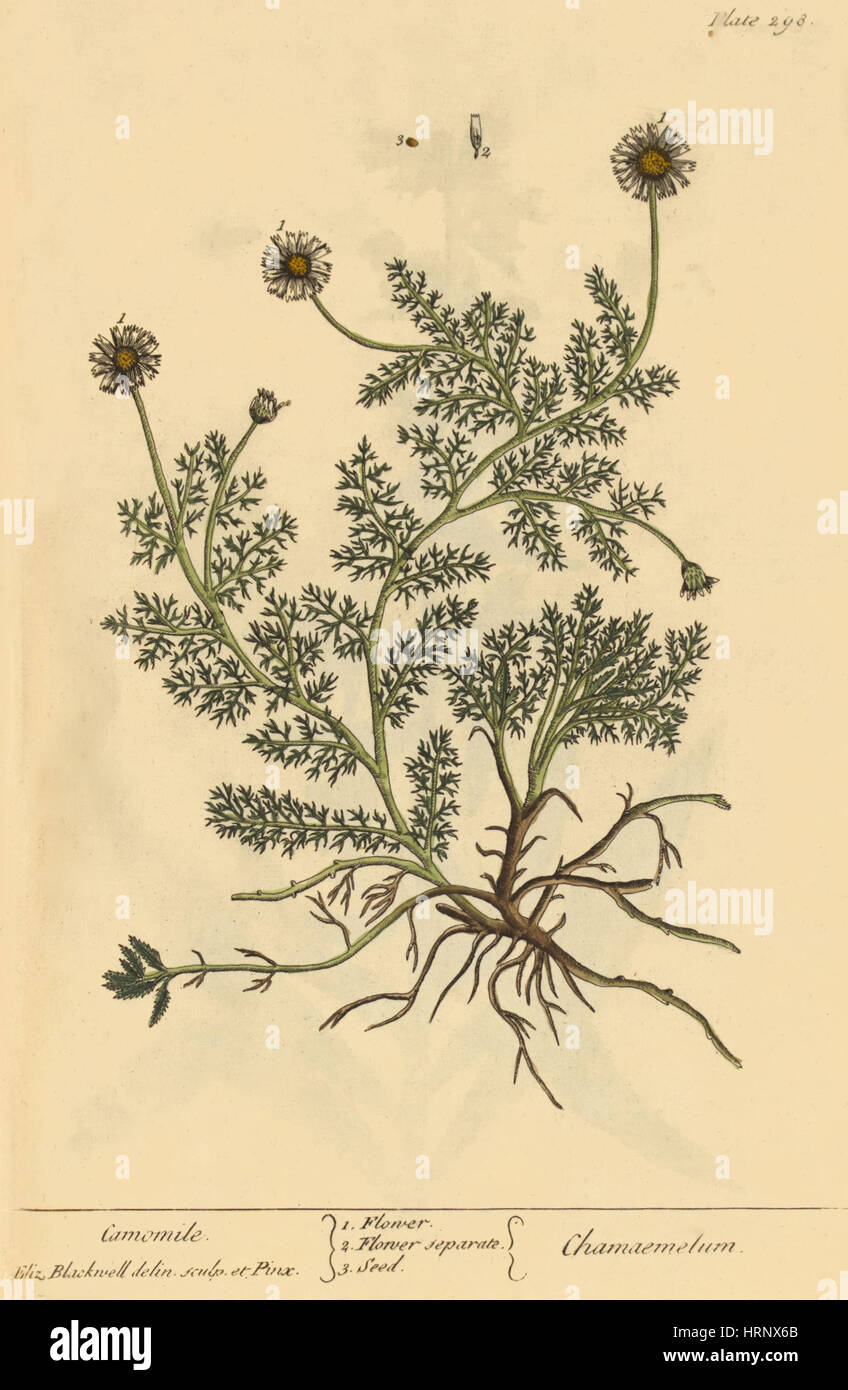 Kamille, Heilpflanze, 1737 Stockfoto