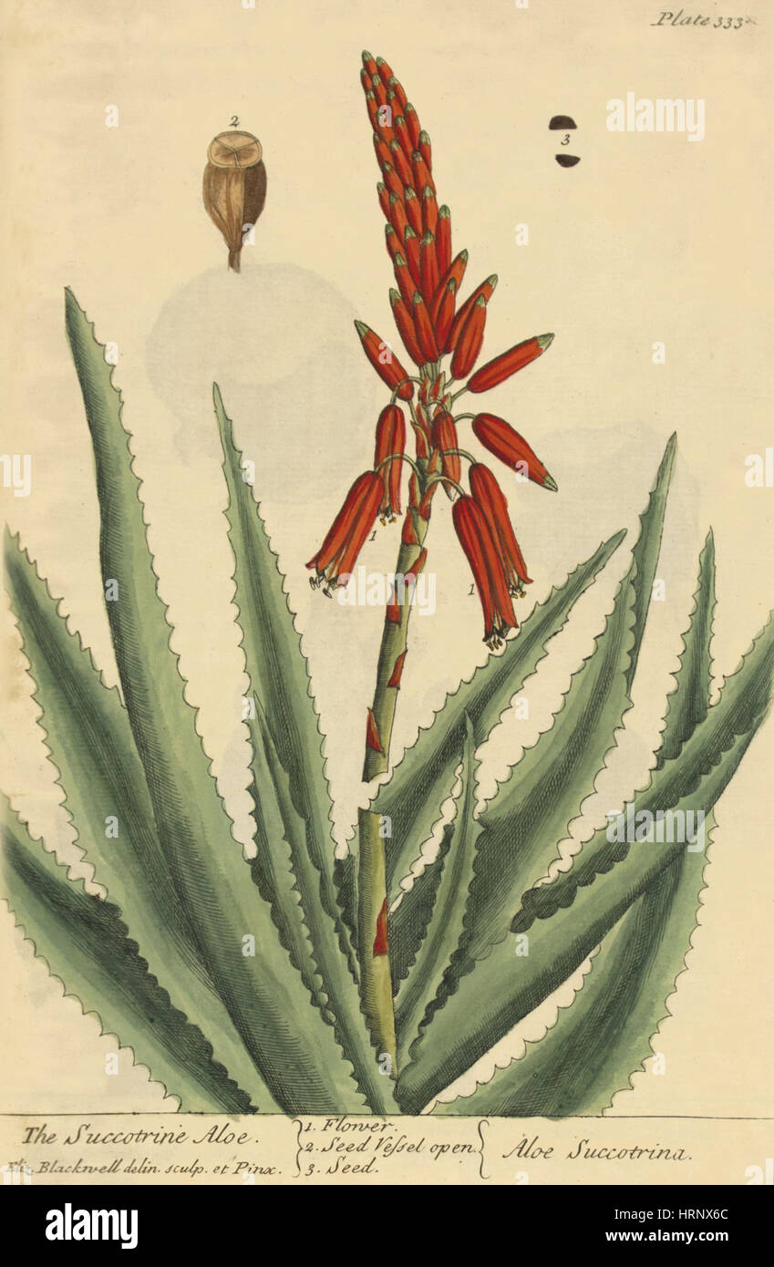Succrotrine Aloe, Heilpflanze, 1737 Stockfoto