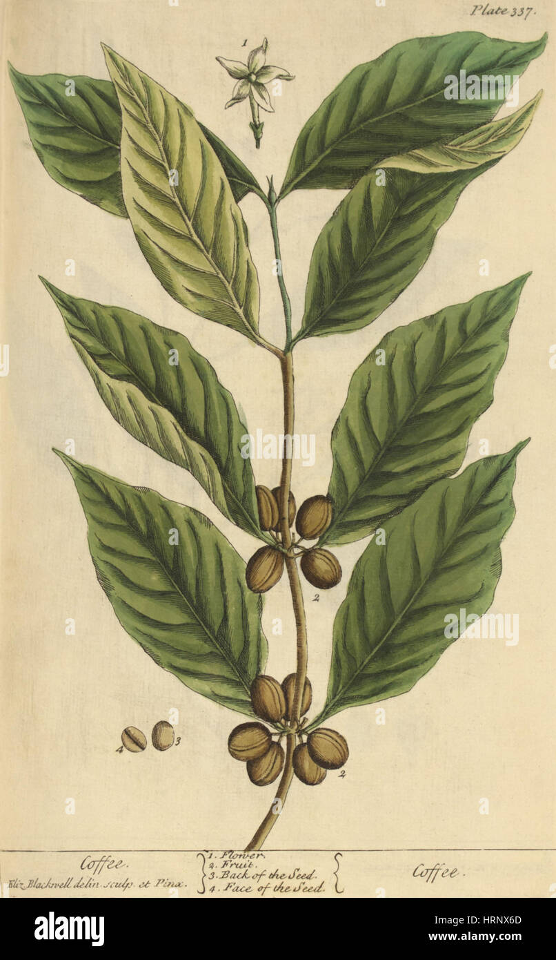 Kaffee, medizinische Pflanzen, 1737 Stockfoto