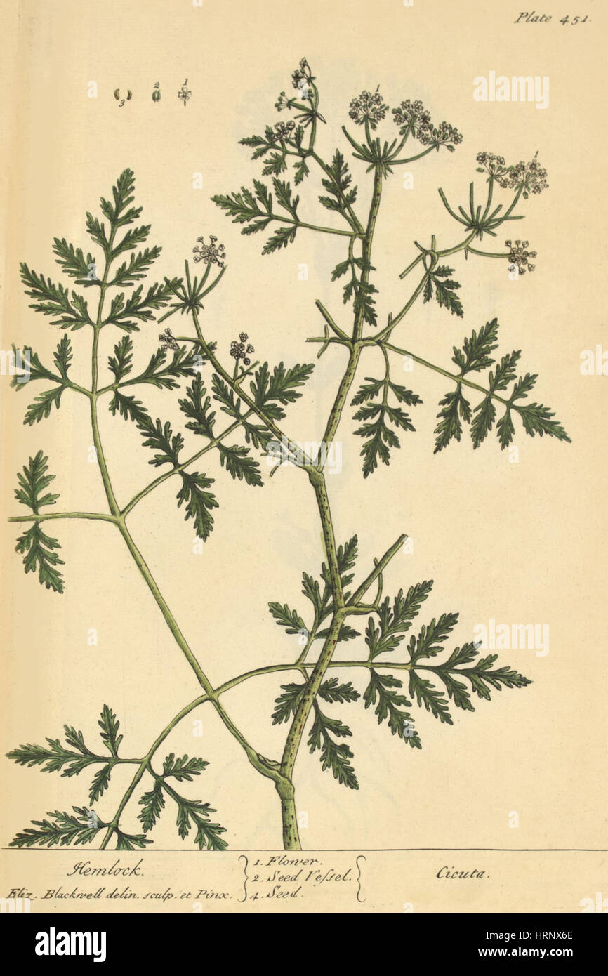 Schierling, Heilpflanze, 1737 Stockfoto