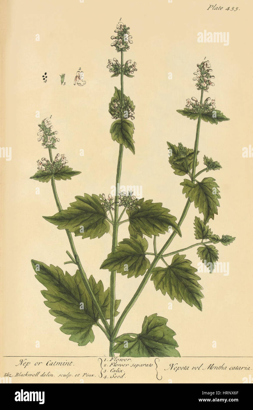 Katzenminze, Heilpflanze, 1737 Stockfoto