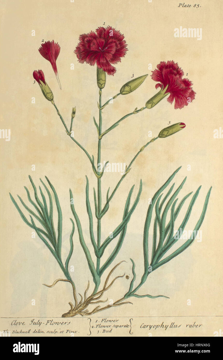 Gewürznelke Juli Blume, Heilpflanze, 1737 Stockfoto