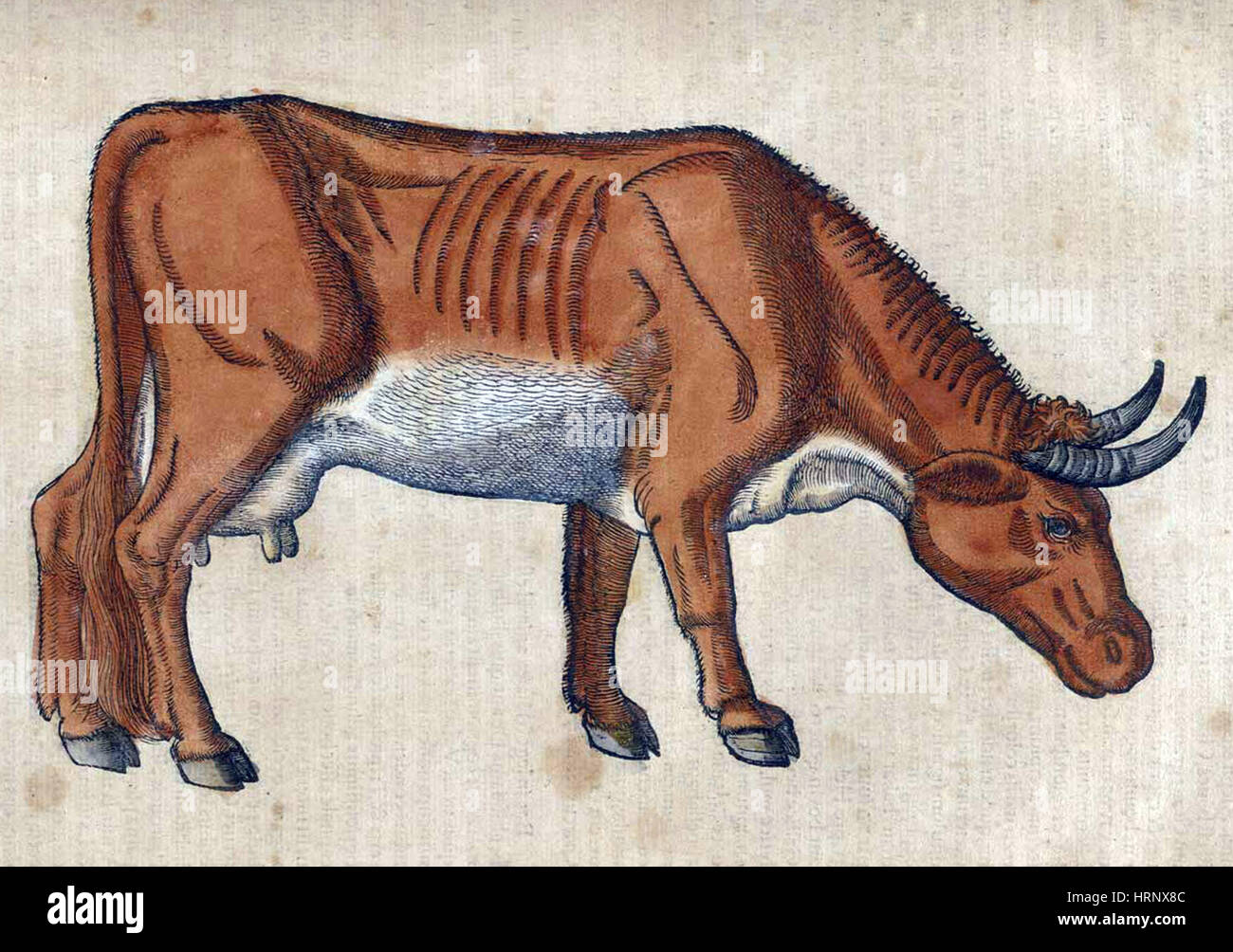 Kuh, Historiae Animalium, 16. Jahrhundert Stockfoto