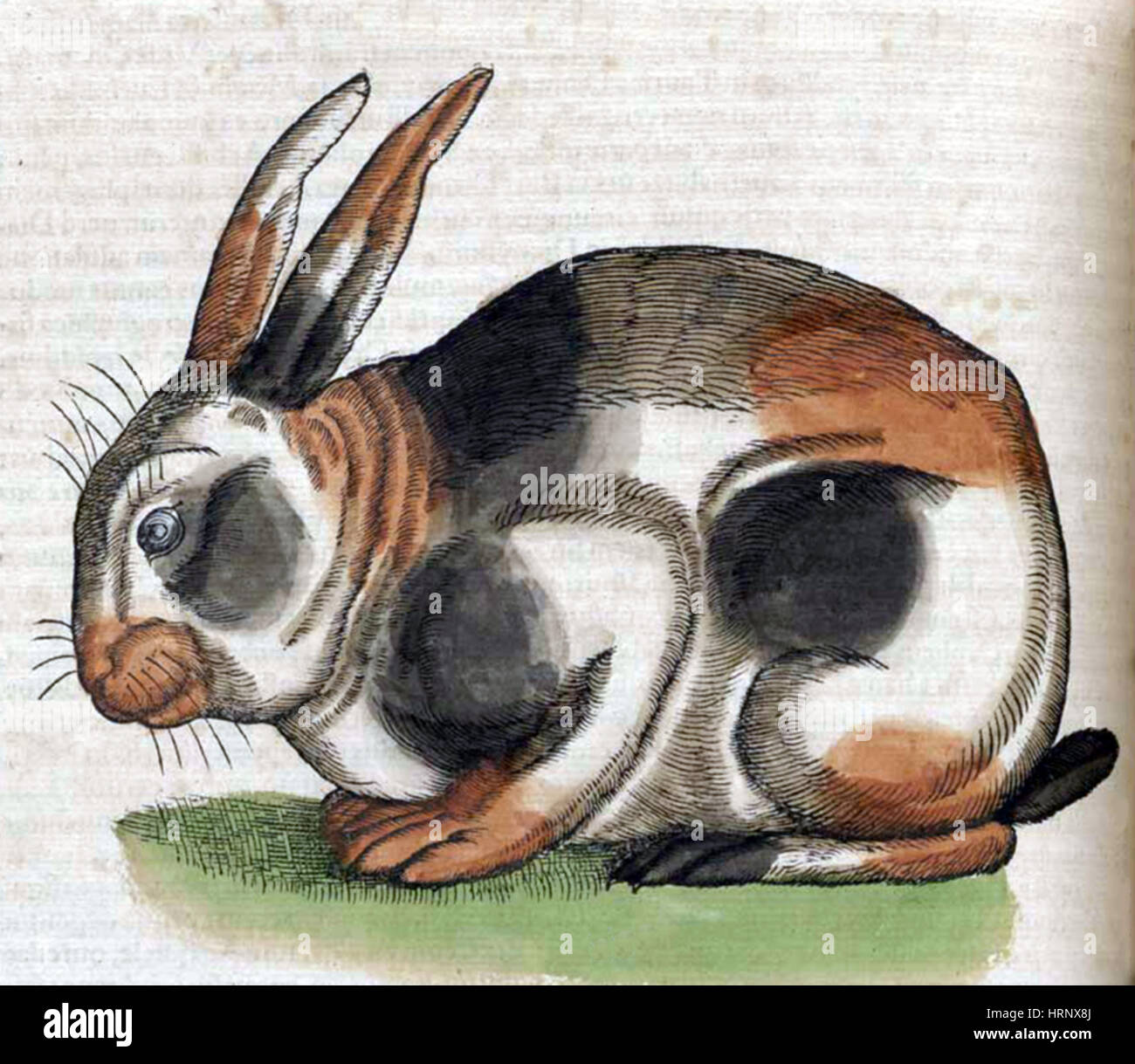 Kaninchen, Historiae Animalium, 16. Jahrhundert Stockfoto