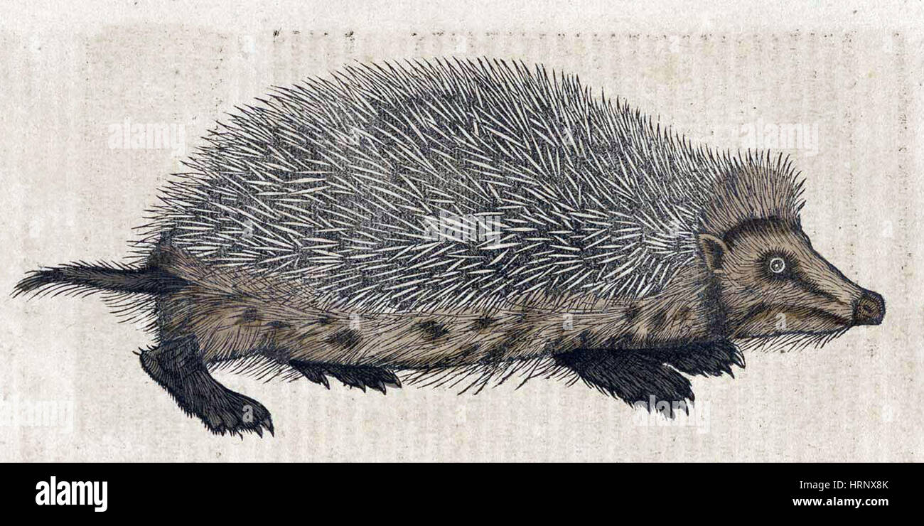 Igel, Historiae Animalium, 16. Jahrhundert Stockfoto