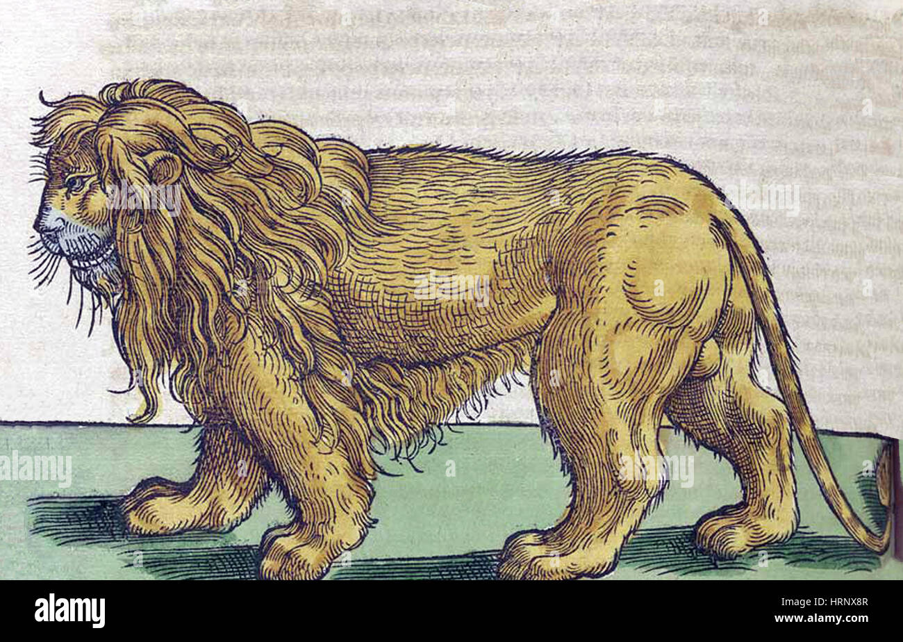 Löwe, Historiae Animalium, 16. Jahrhundert Stockfoto