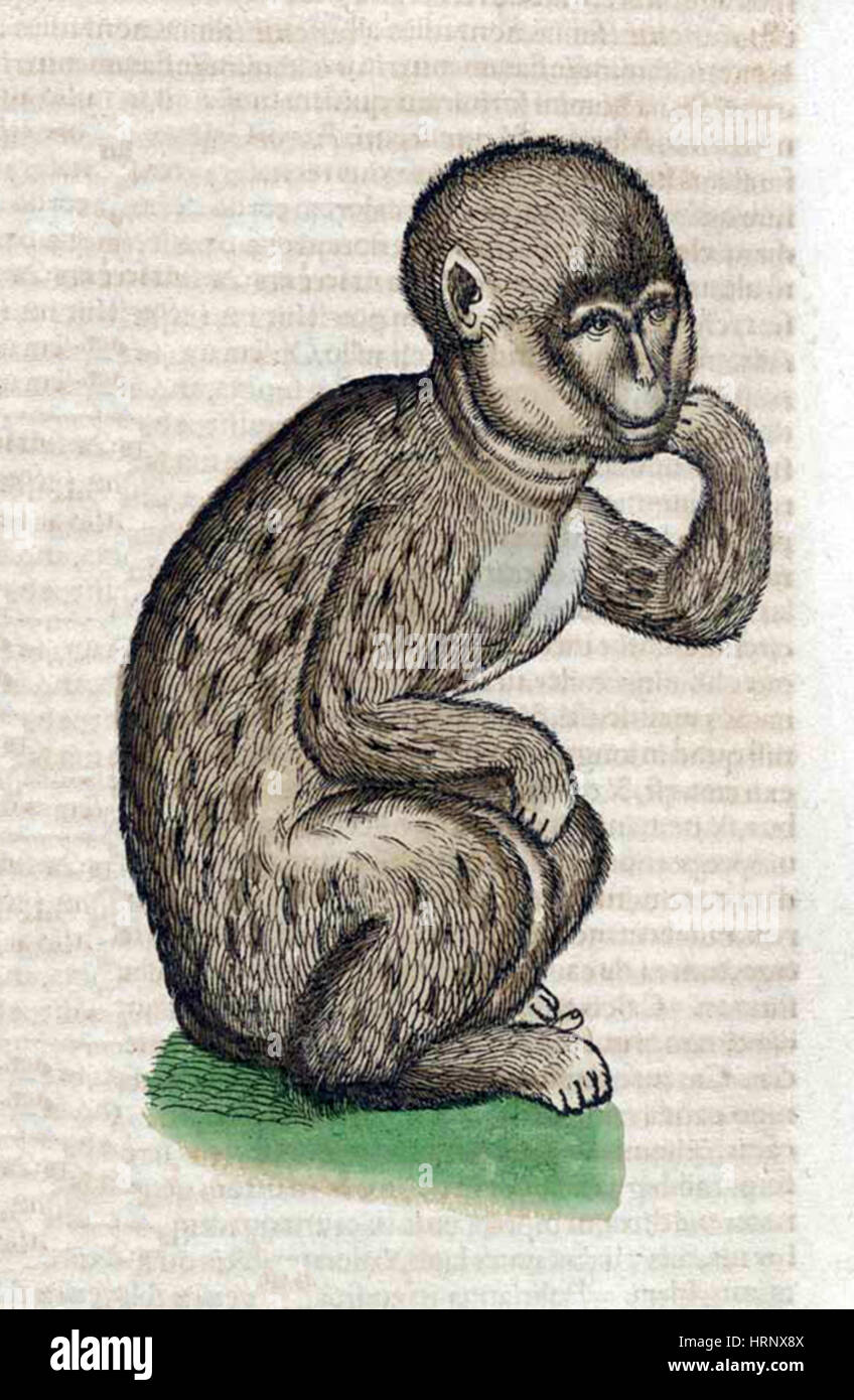 Affe, Historiae Animalium, 16. Jahrhundert Stockfoto