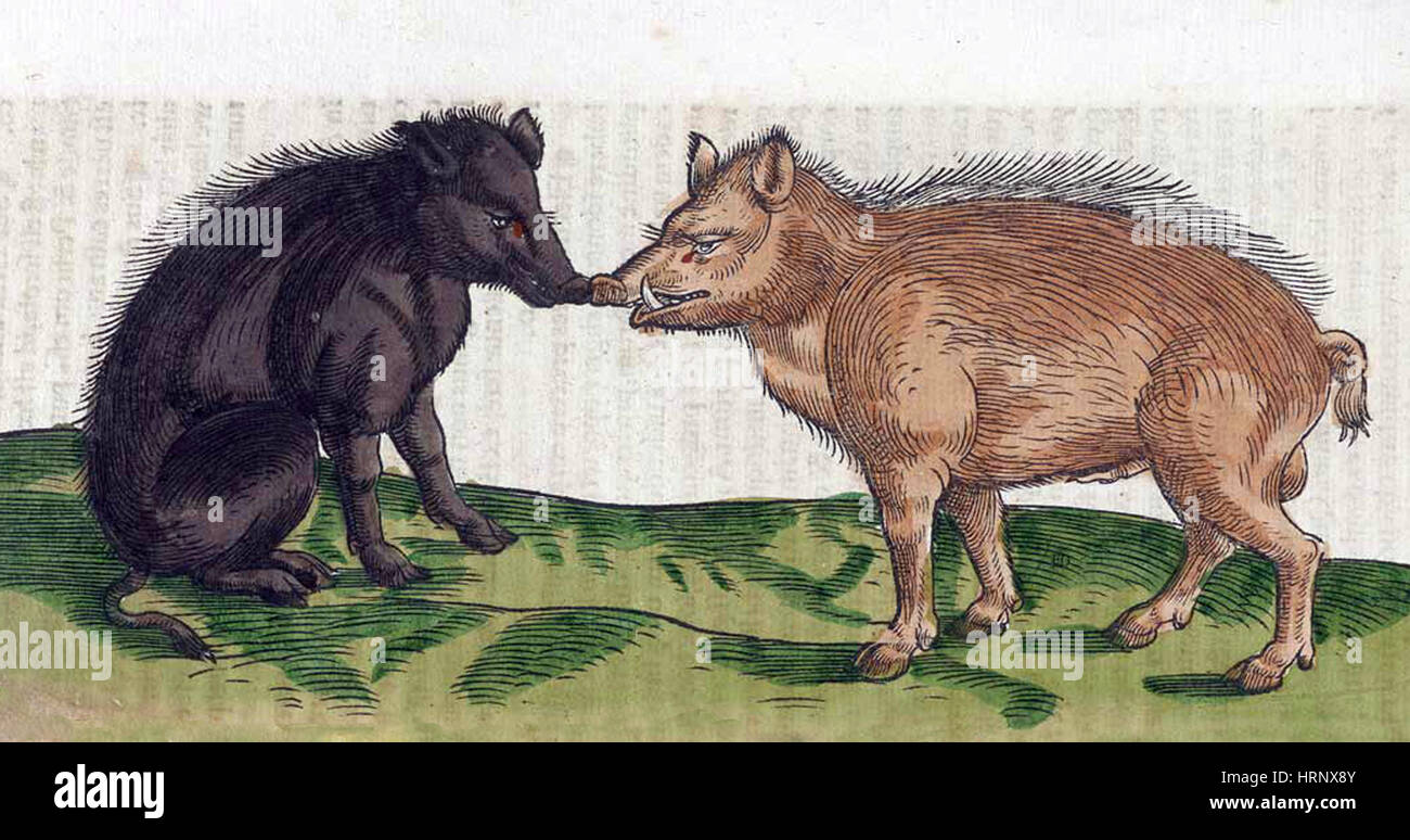 Schweine, Historiae Animalium, 16. Jahrhundert Stockfoto