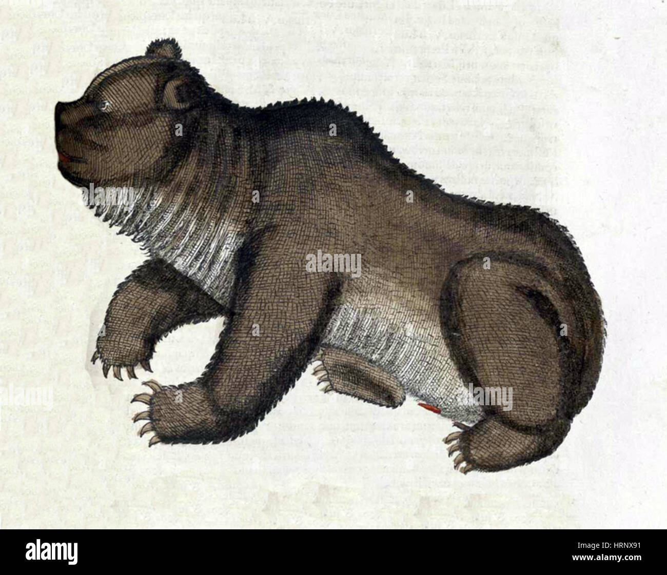 Bär, Historiae Animalium, 16. Jahrhundert Stockfoto