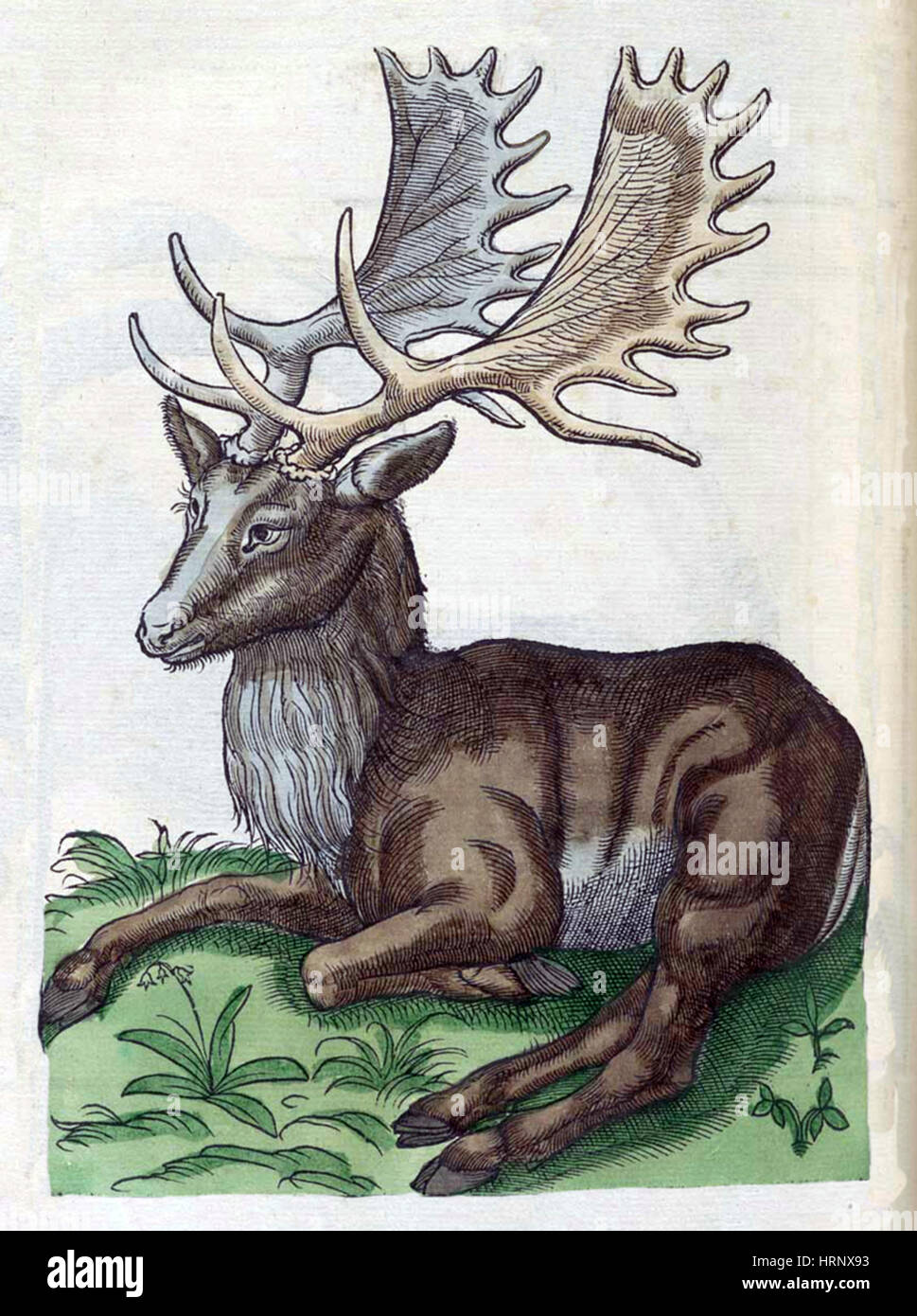 Elch, Historiae Animalium, 16. Jahrhundert Stockfoto