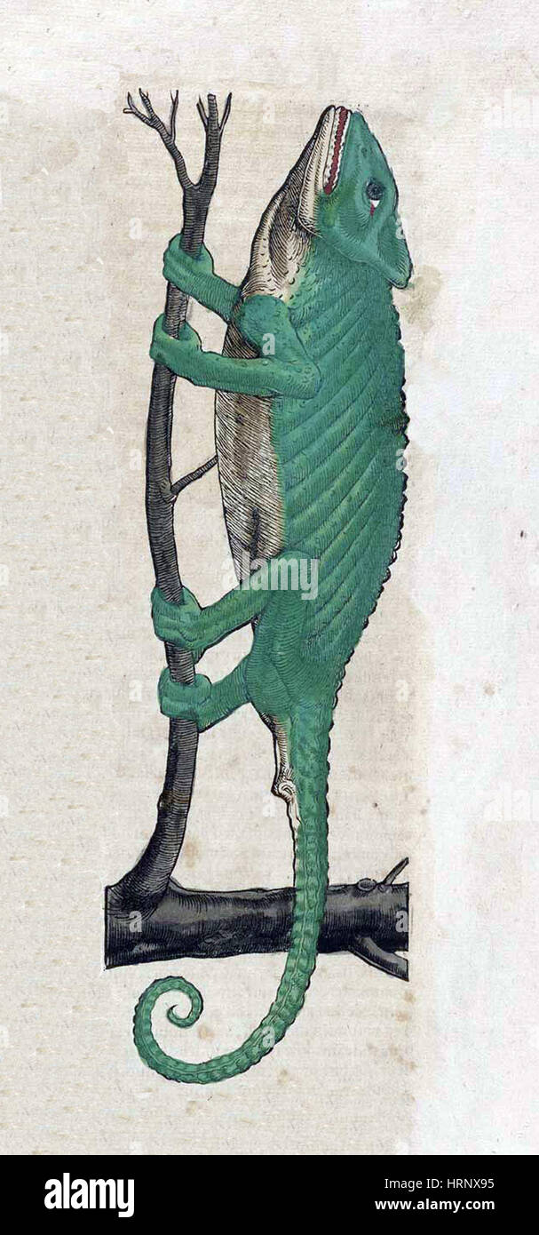 Chamäleon, Historiae Animalium, 16. Jahrhundert Stockfoto