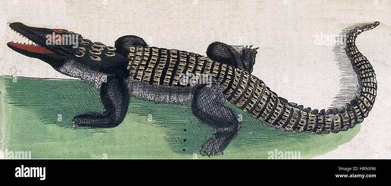 Krokodil, Historiae Animalium, 16. Jahrhundert Stockfoto