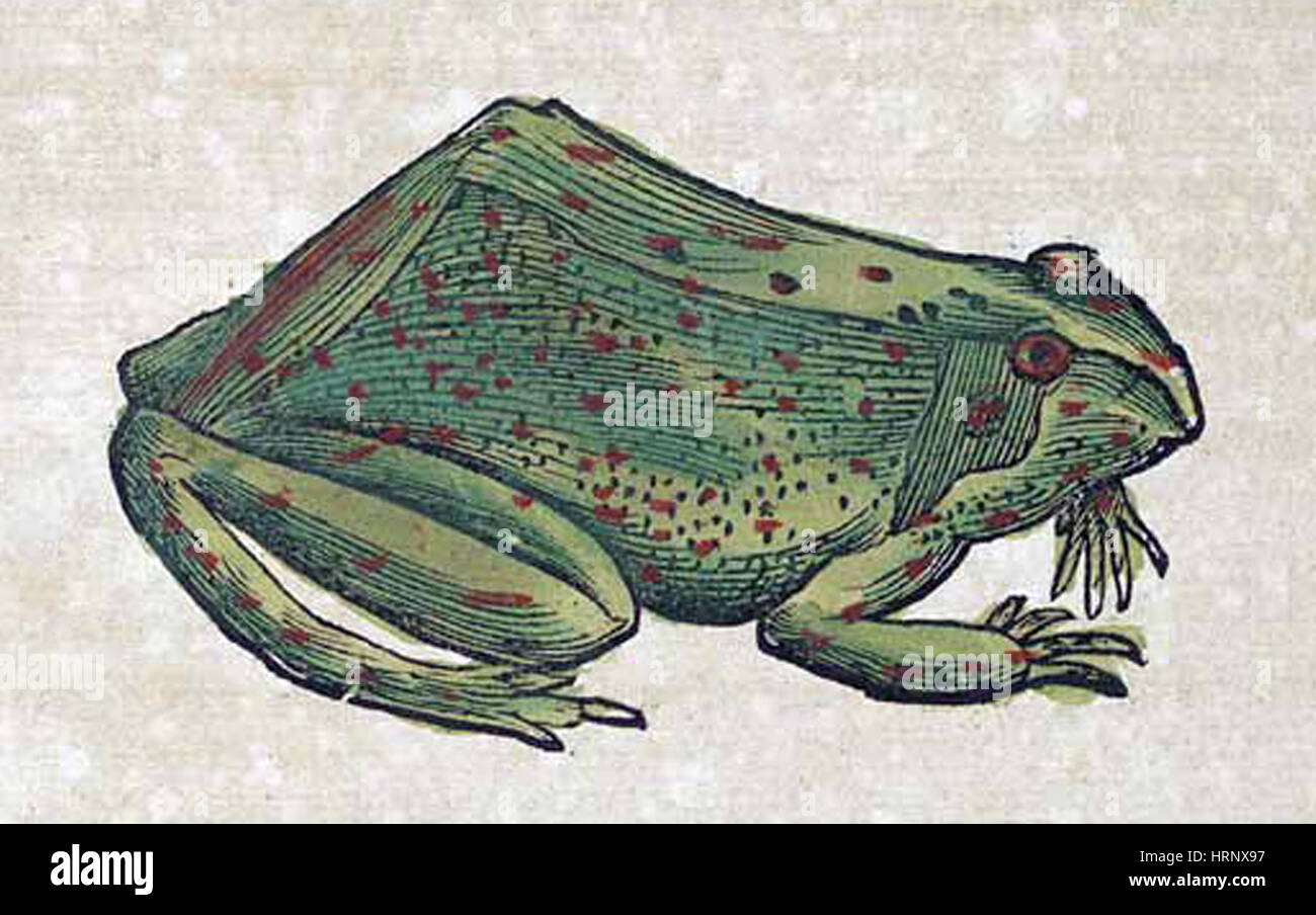 Frosch, Historiae Animalium, 16. Jahrhundert Stockfoto