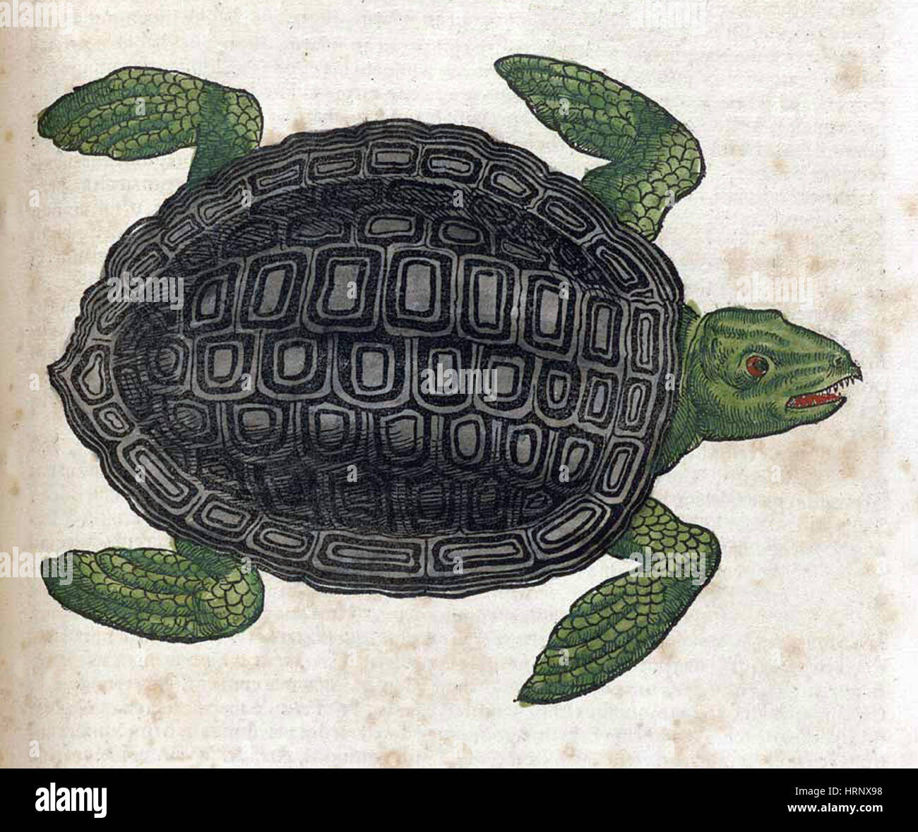 Meeresschildkröte, Historiae Animalium, 16. Jahrhundert Stockfoto