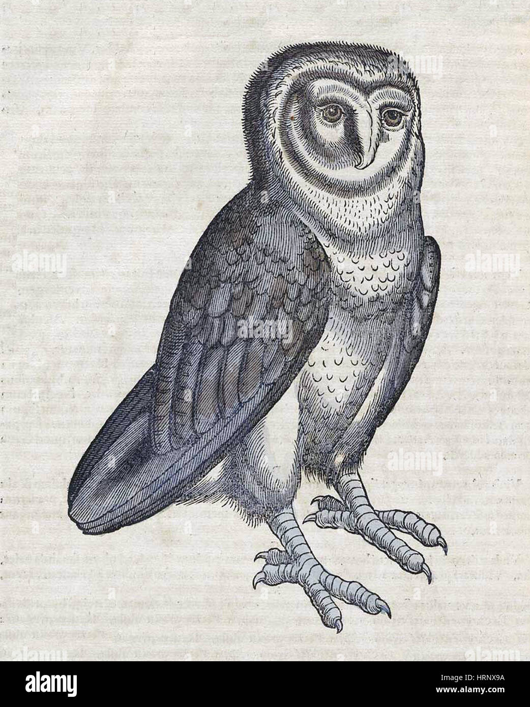 Eule, Historiae Animalium, 16. Jahrhundert Stockfoto