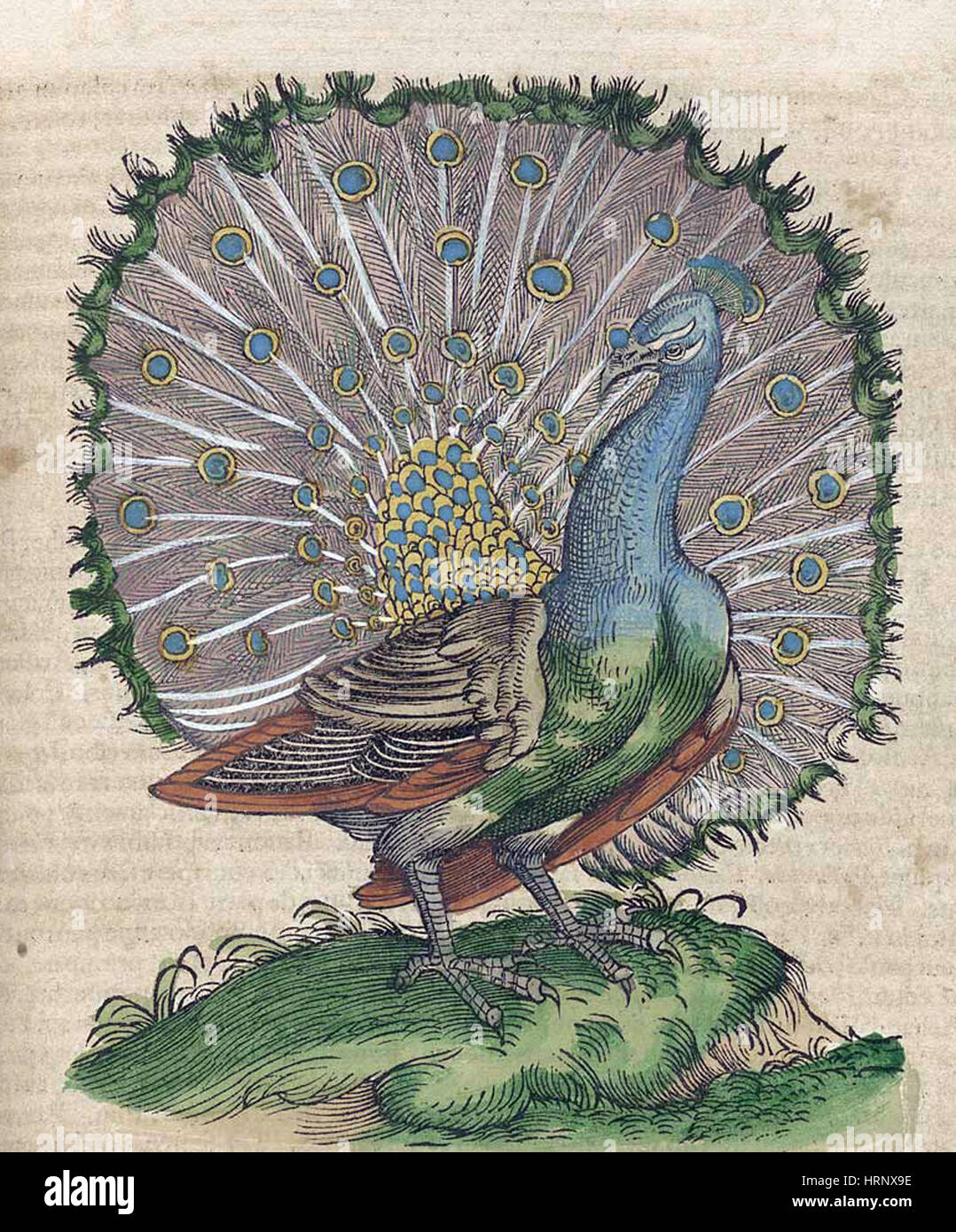 Pfau, Historiae Animalium, 16. Jahrhundert Stockfoto