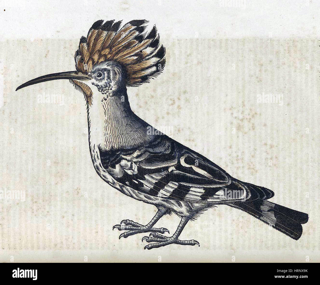 Wiedehopf, Historiae Animalium, 16. Jahrhundert Stockfoto