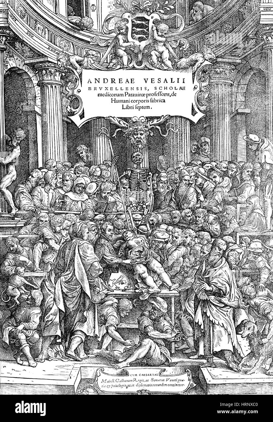 De Humani Corporis Fabrica, 16. Jahrhundert Stockfoto