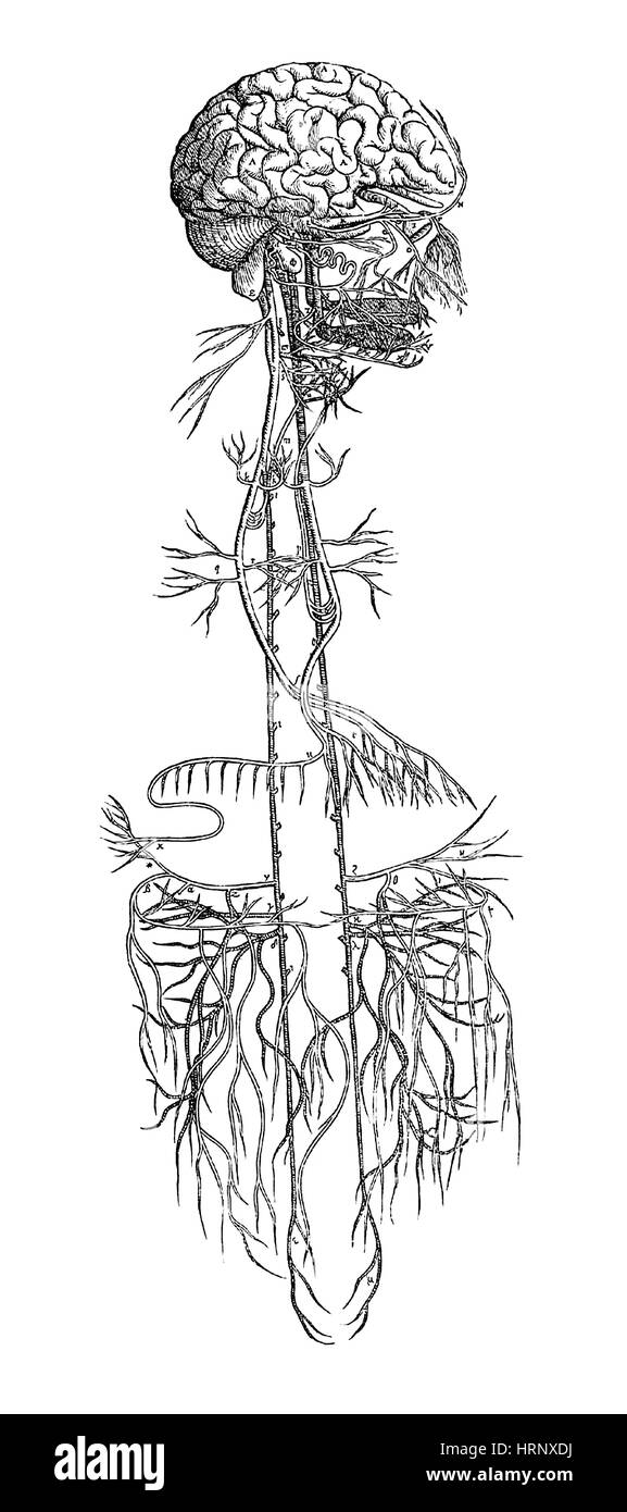 Gehirn und Nervensystem, 16. Jahrhundert Stockfoto