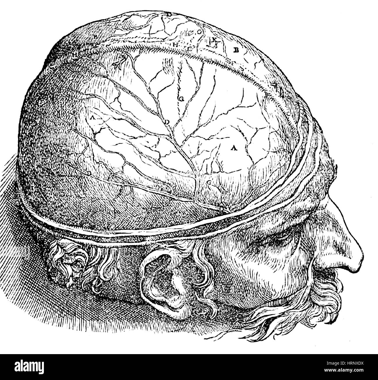 Menschliche Gehirn, Vesalius, 16. Jahrhundert Stockfoto