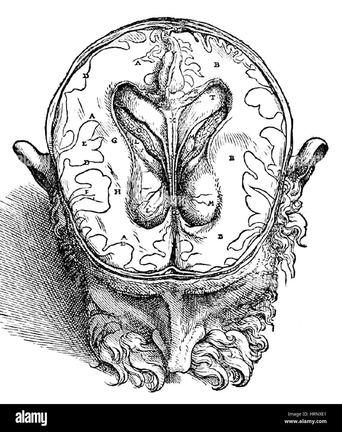 Menschliche Gehirn, Vesalius, 16. Jahrhundert Stockfoto