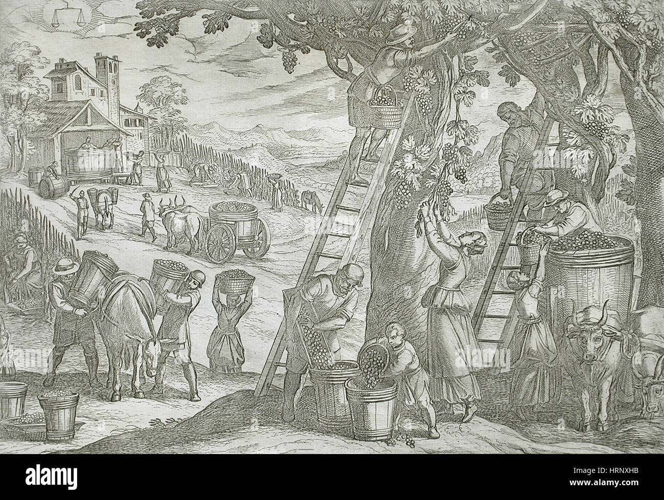 September, Weinlese, 16. Jahrhundert Kalender Stockfoto