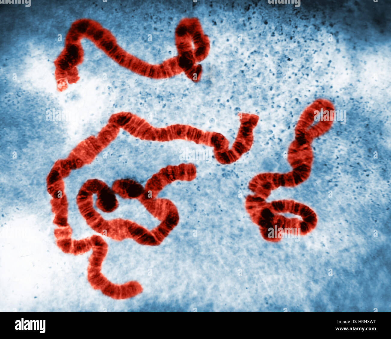 Chromosomenstruktur, Sciara Stockfoto Chromosomenstruktur, Sciara Stockfoto