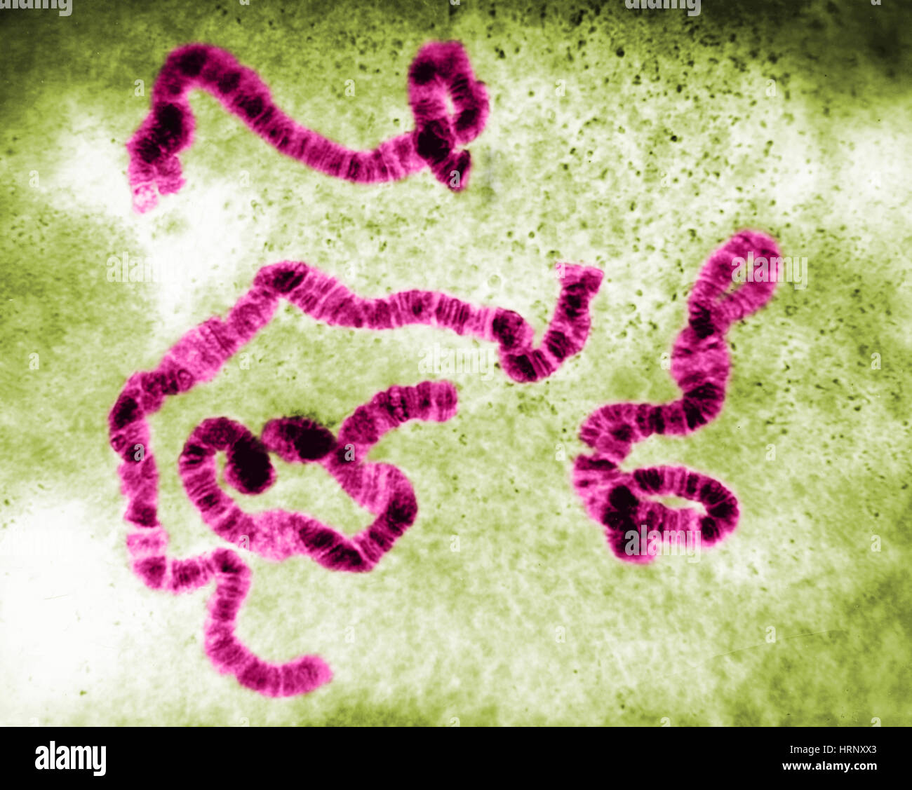 Chromosomenstruktur, Sciara Stockfoto Chromosomenstruktur, Sciara Stockfoto